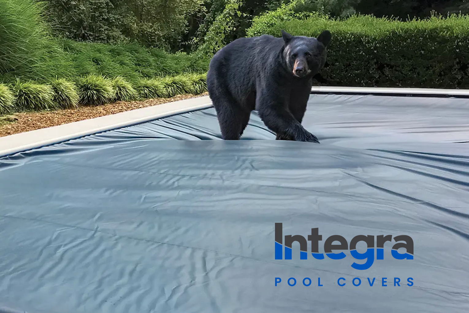 Black bear walking on gray pool cover in residential backyard setting